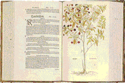 Das Kruterbuch von 1543
